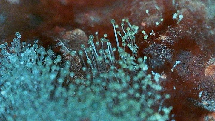 Mold