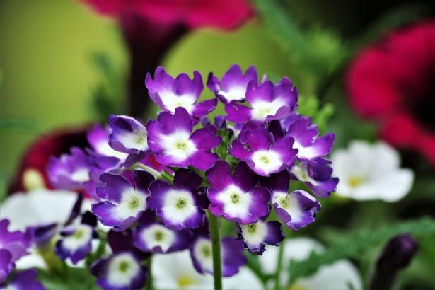 Heliotrope