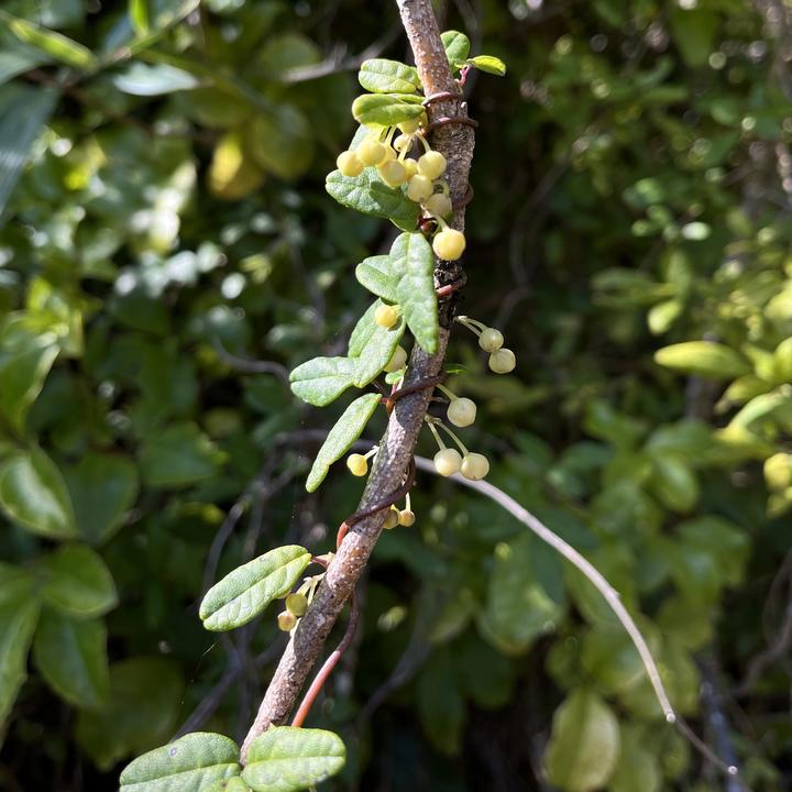 Boquila