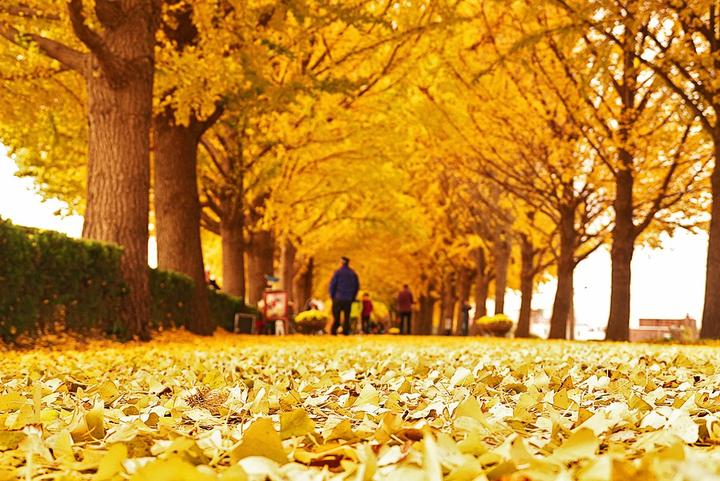 Gingko trees