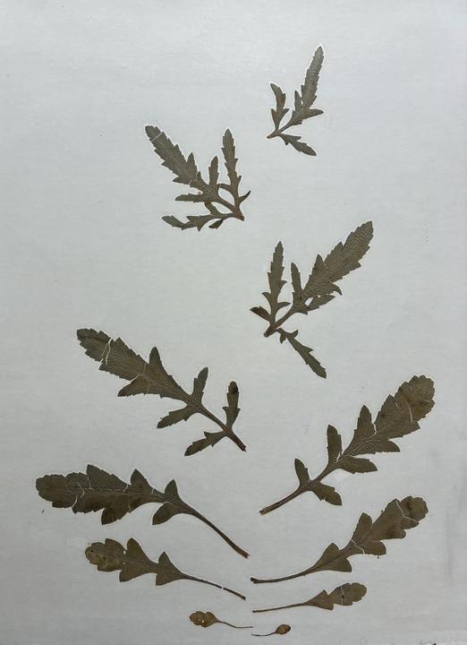 Poppy leaf metamorphosis