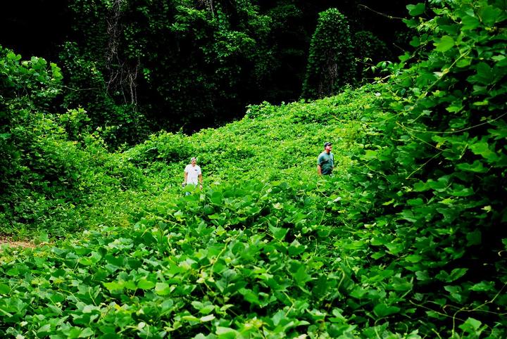 Kudzu