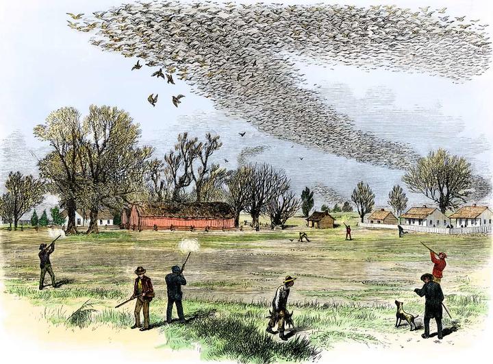 Passenger pigeon flock