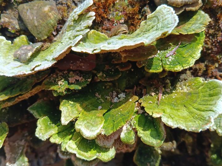 Photo of green shelf mushrooms growing out of a stump