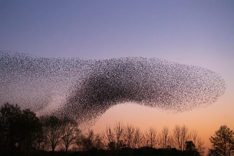 Photo of bird murmuation at dawn