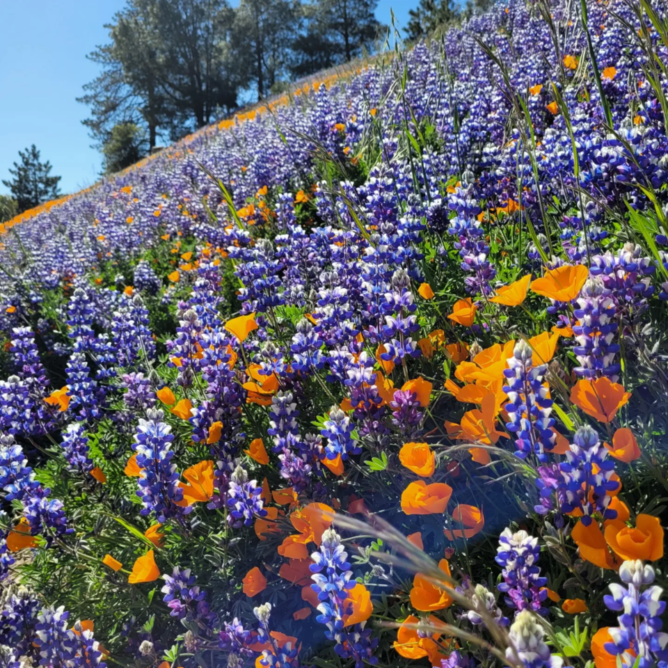 Figueroa Mountain Image with wildflowers