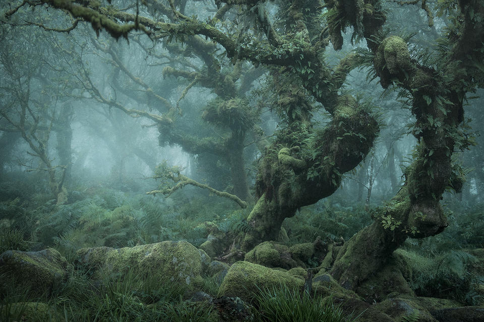 Photograph of Devon's Wistmand Woods