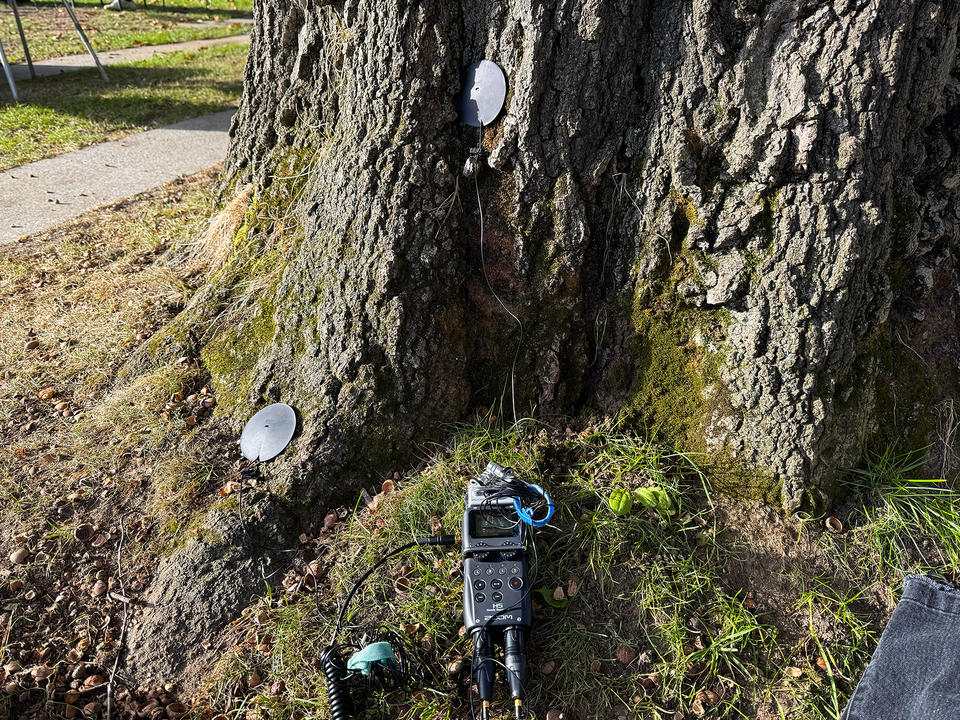 Recording equipment against an oak tree