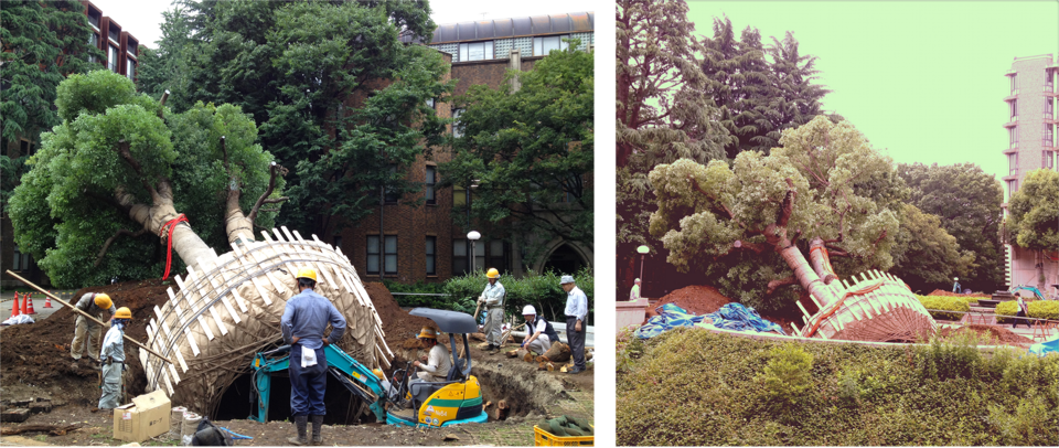 two trees being removed