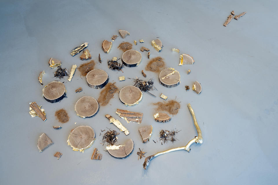 Pieces of a tree organized in an art installation