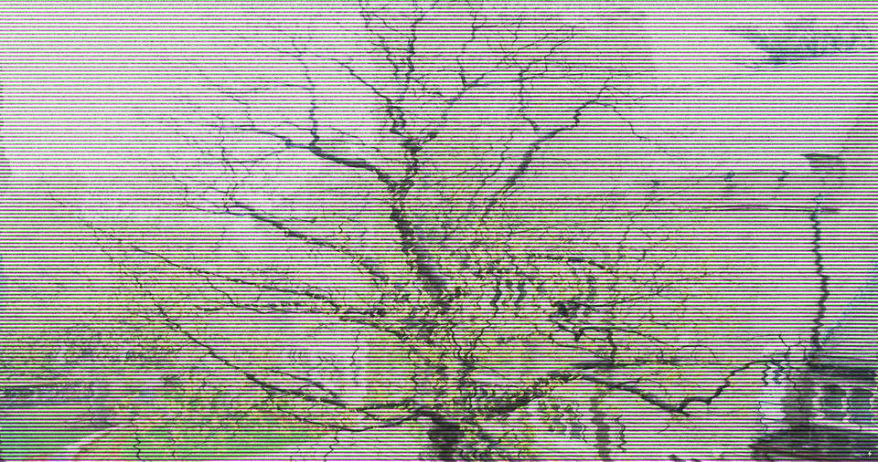 Modified image of tree in front of Divinity Hall Harvard