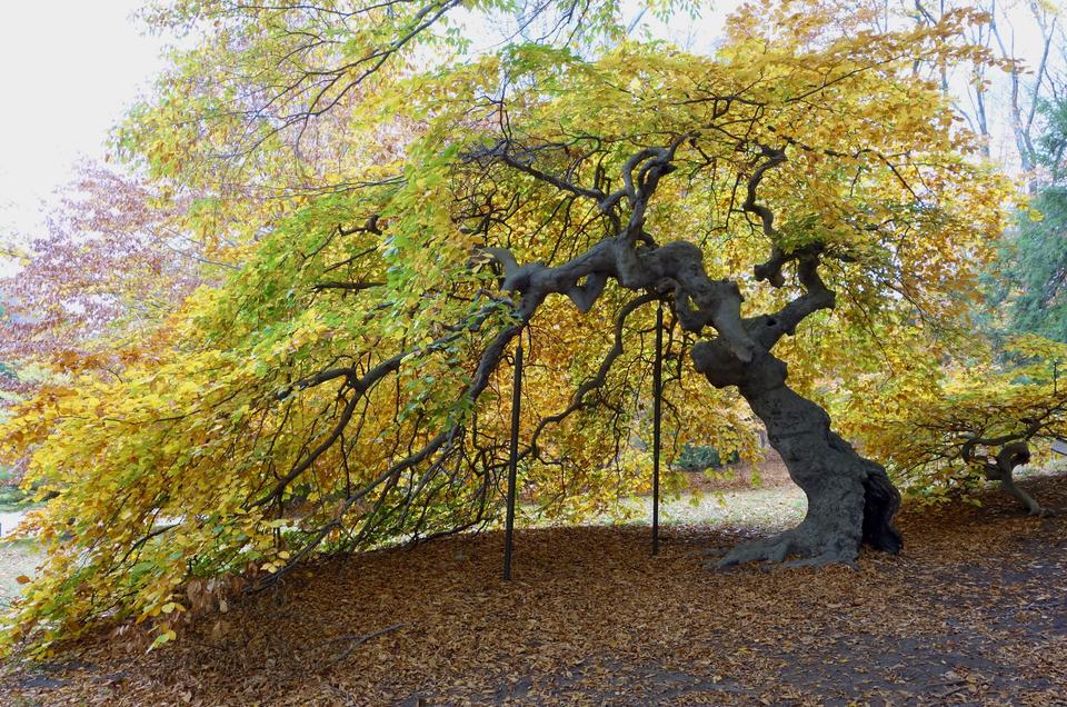 Figure 12. Parasol beech (Fagus sylvatica ‘Tortuosa’)
