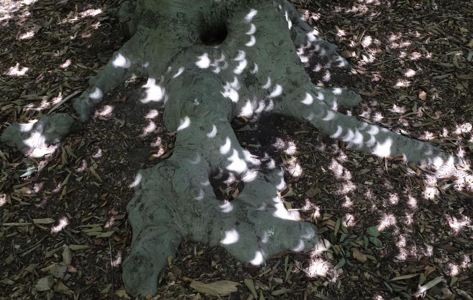 Figure 13. The eclipse of 2017 under the parasol European beech at the Arnold Arboretum