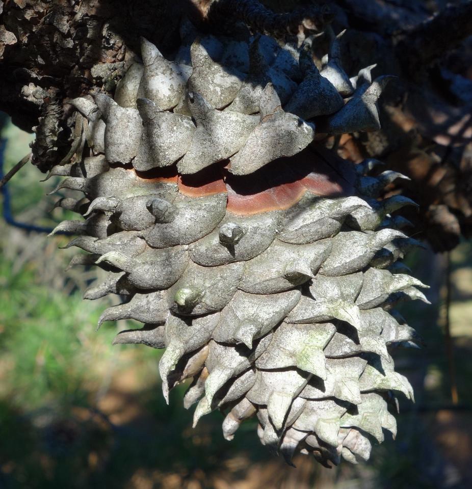 An iconic brown woody pine cone. Table Mountain pine (Pinus pungens). Arnold Arboretum ascension number 1076*A