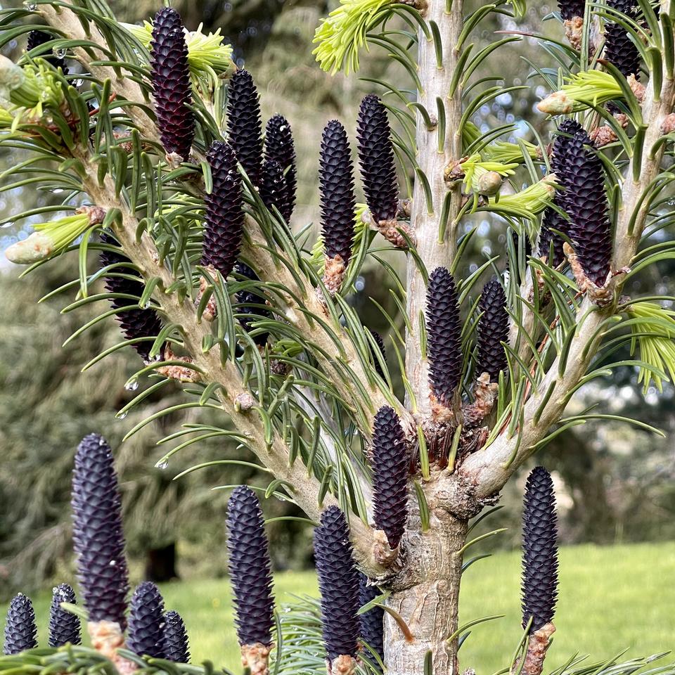 Figure 4. Young Himalayan fir (Abies pindrow) tree covered with cones. 