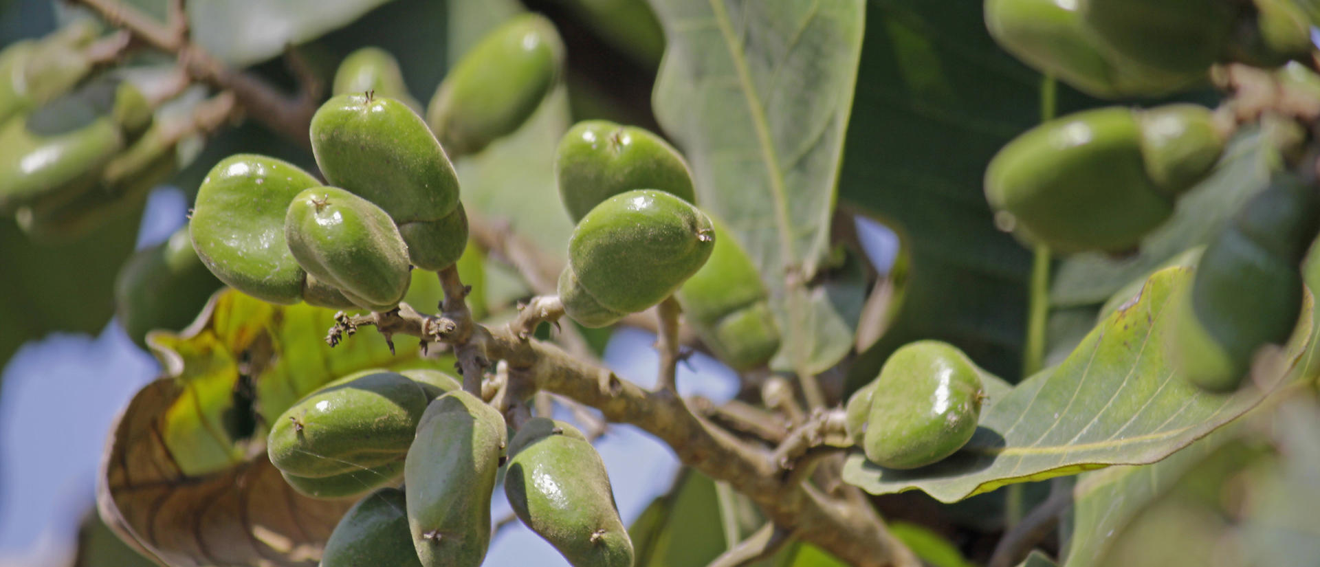 Photo of fruits of Semecarpus anacardium. It is a deciduous tree. The nut is ovoid and smooth lustrous black. In Ayurveda, the fruit is considered a rasayana for longevity and rejuvenation