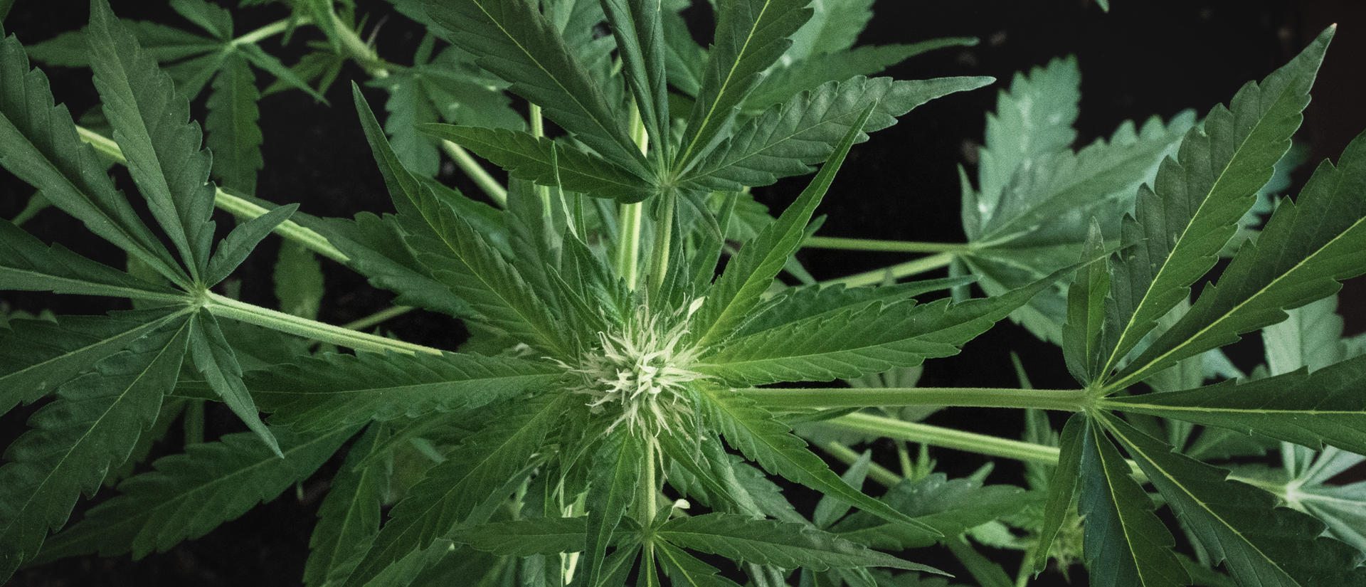 Close up of a cannabis plant