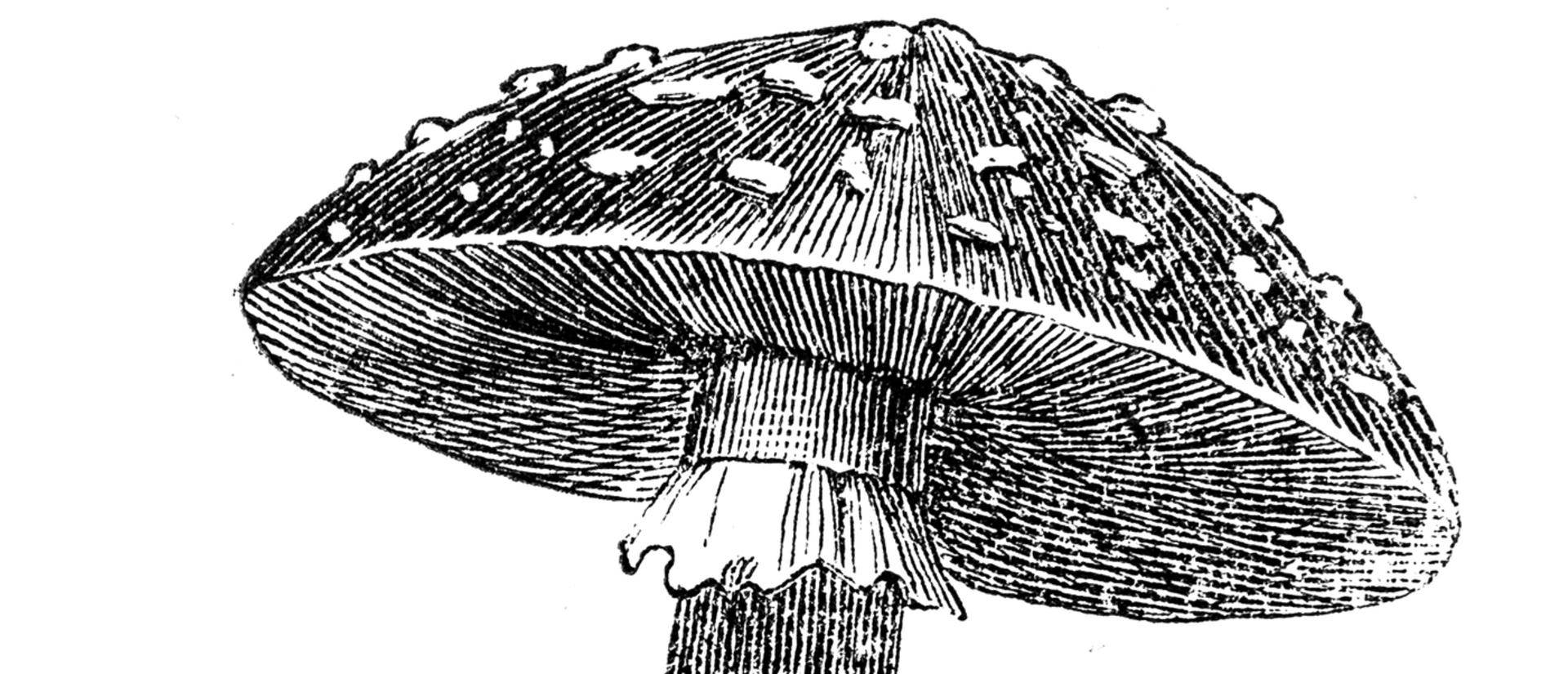 Black and white sketch of mushroom