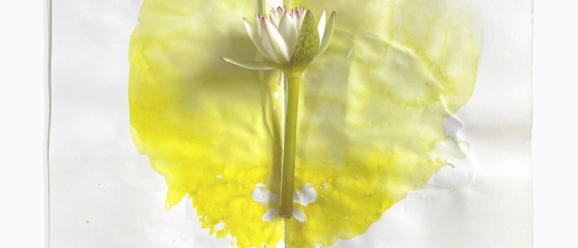 Cut flower lain on top of a white paper with yellow watercolor underneath