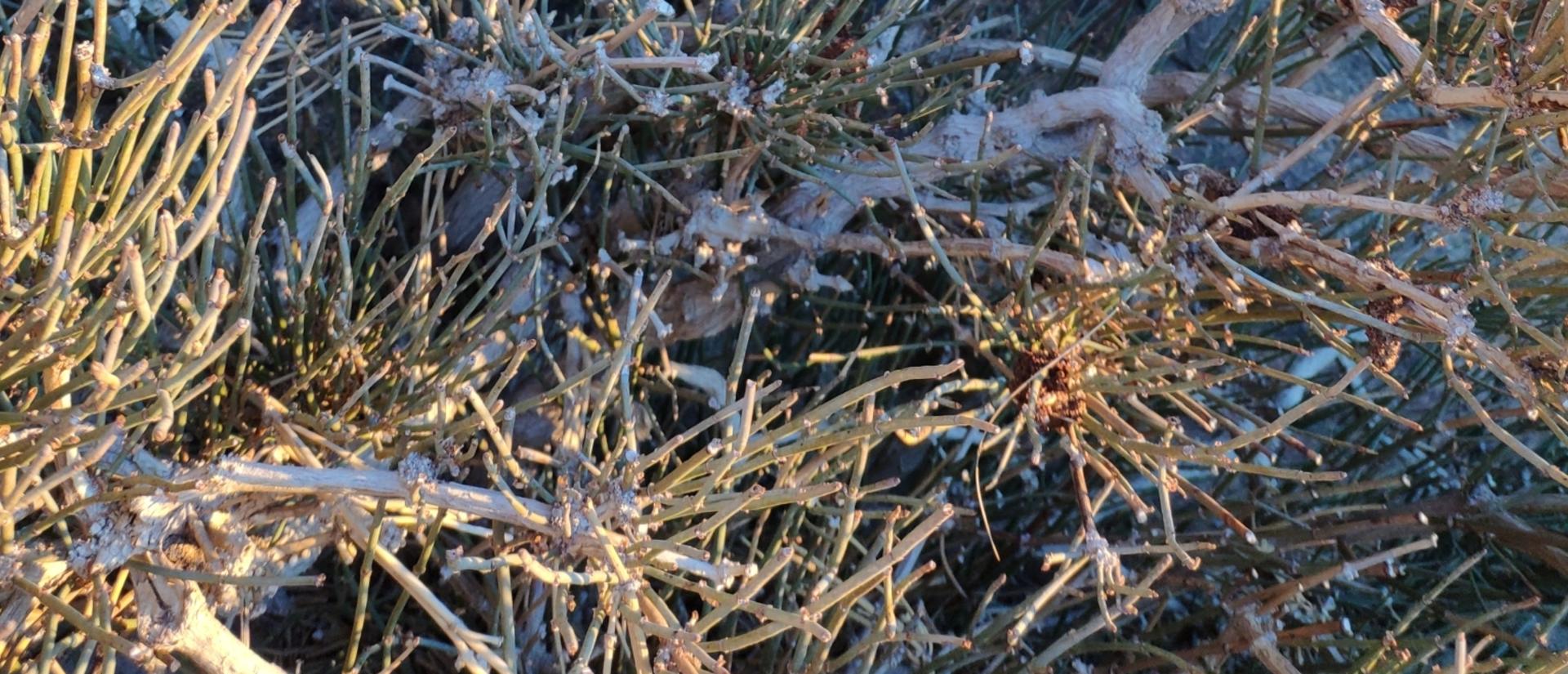 soma bush in sunlight