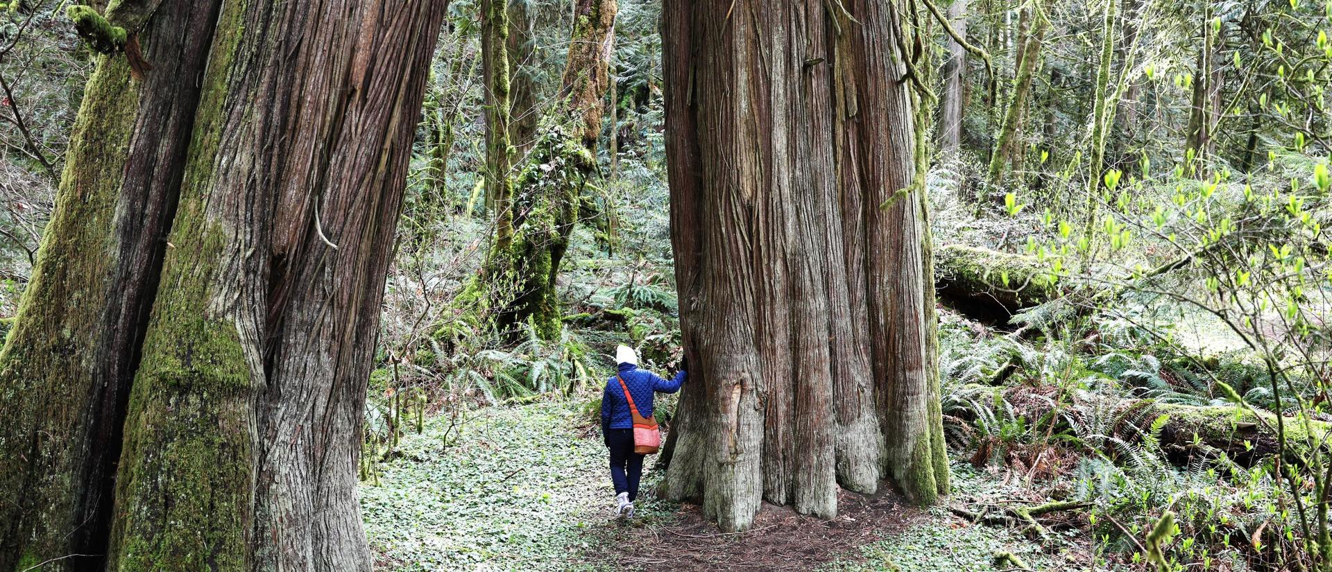 Old growth forests in British Columbia