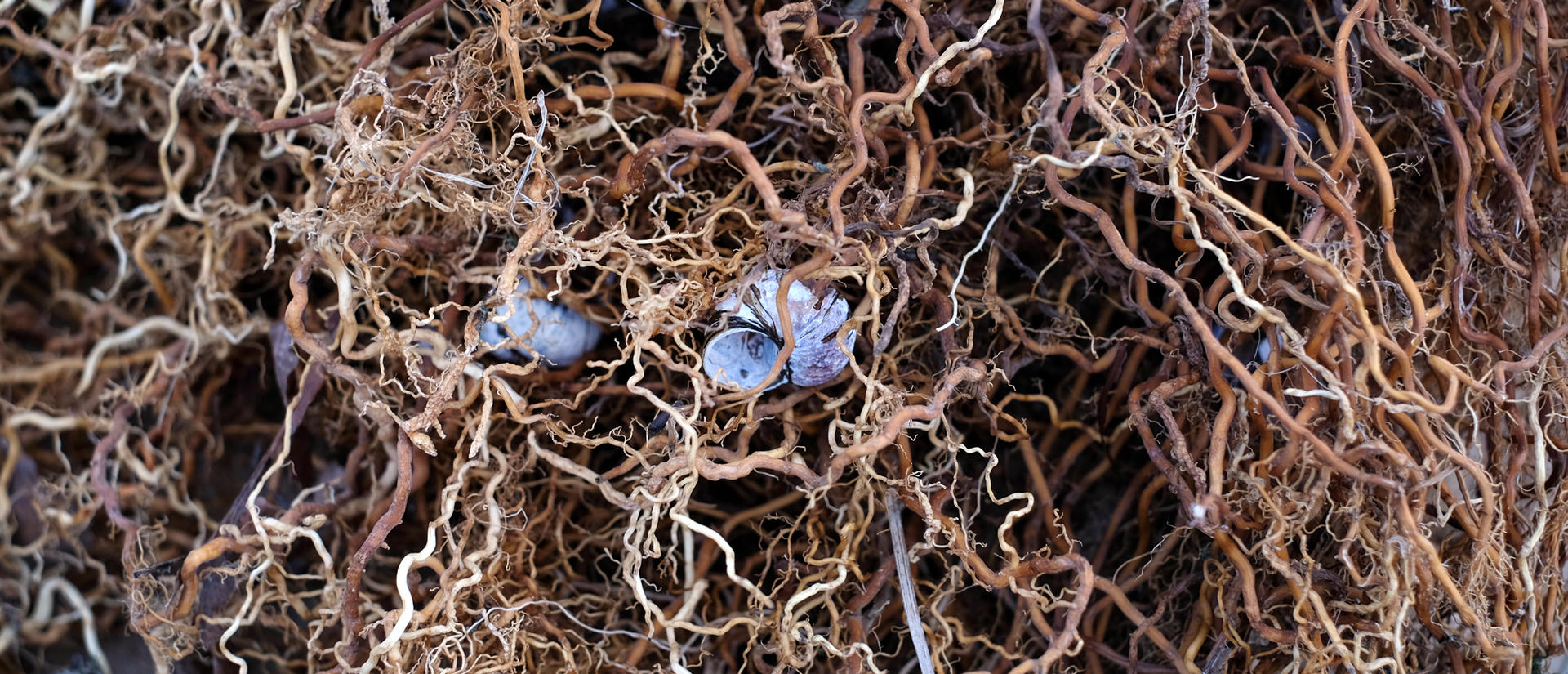 Entangled roots with two small light blue flowers in the center