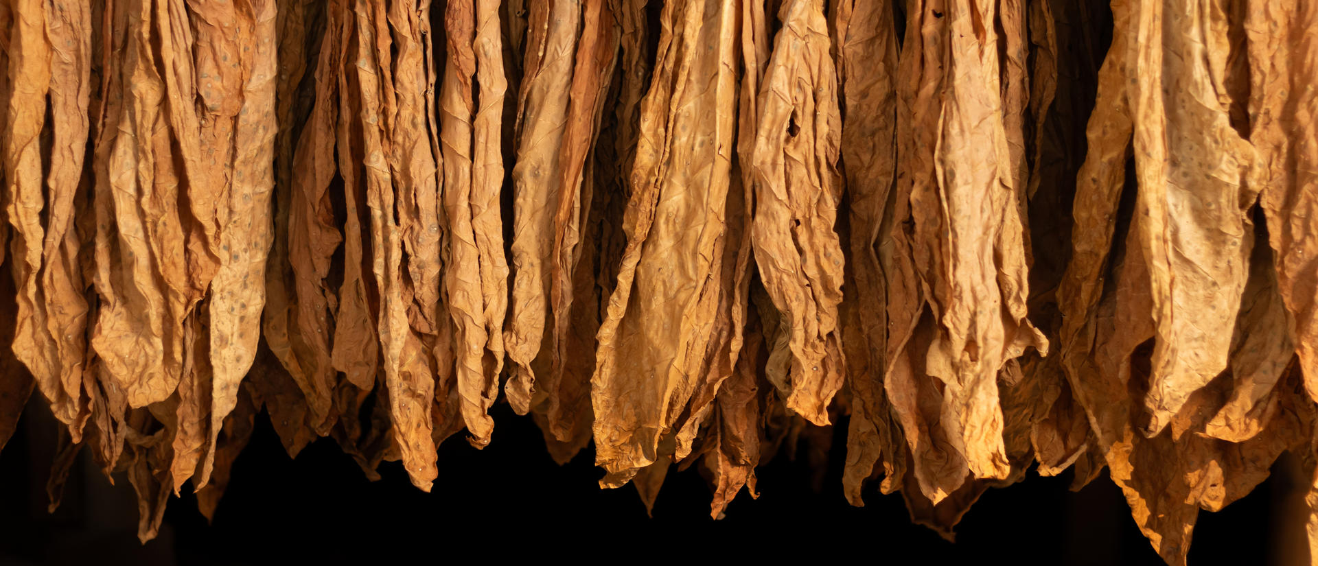 Dried tobacco leaves hanging upside down