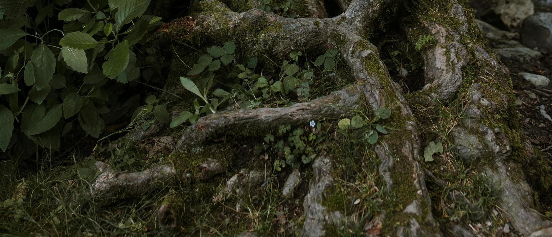 Tree roots
