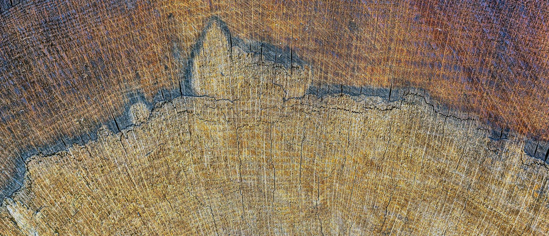 Cross section of a tree