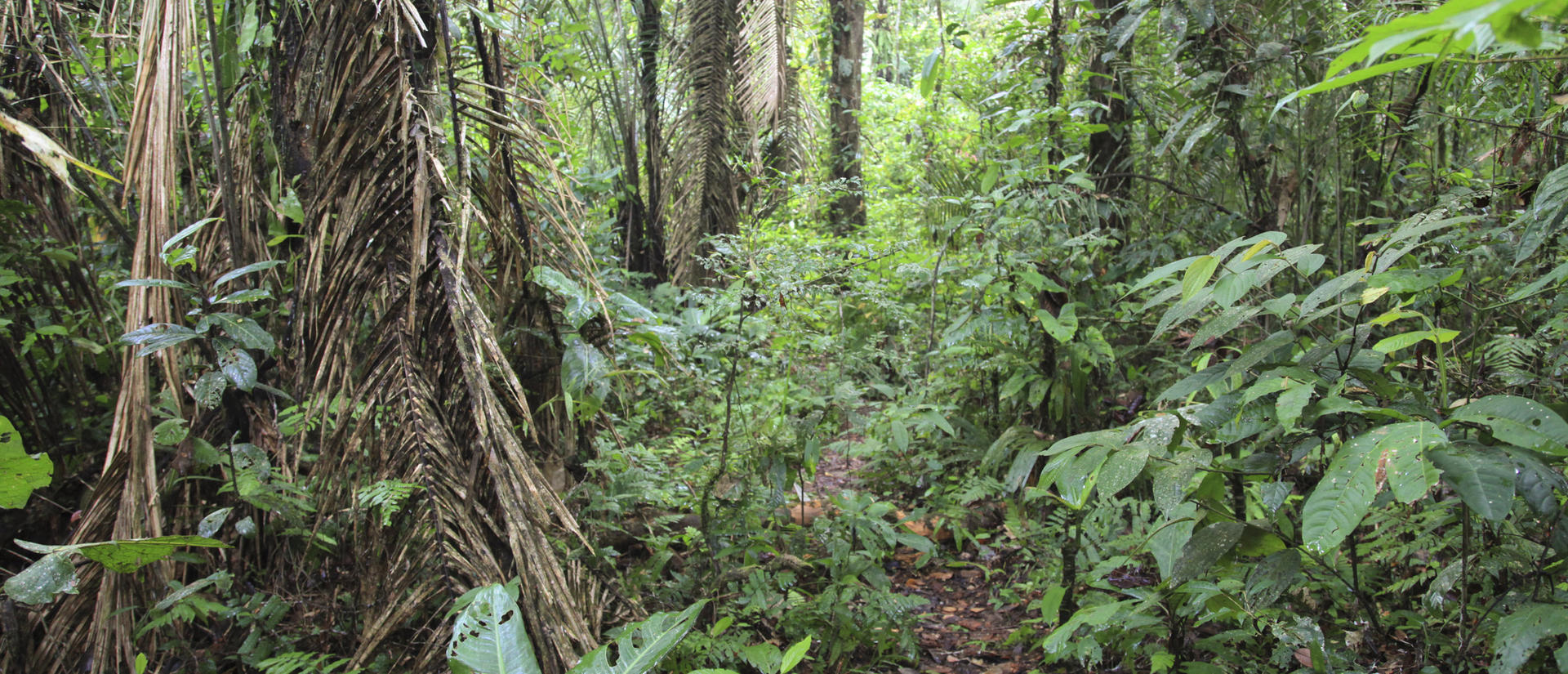 Ecuadorian Amazon forest