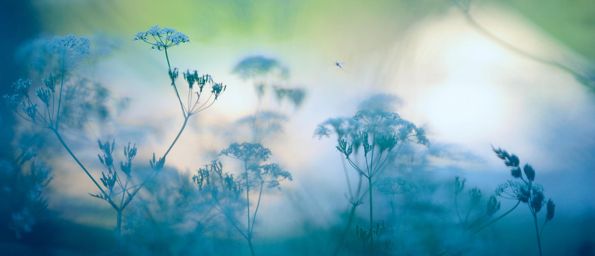 Delicate ferns in a mist