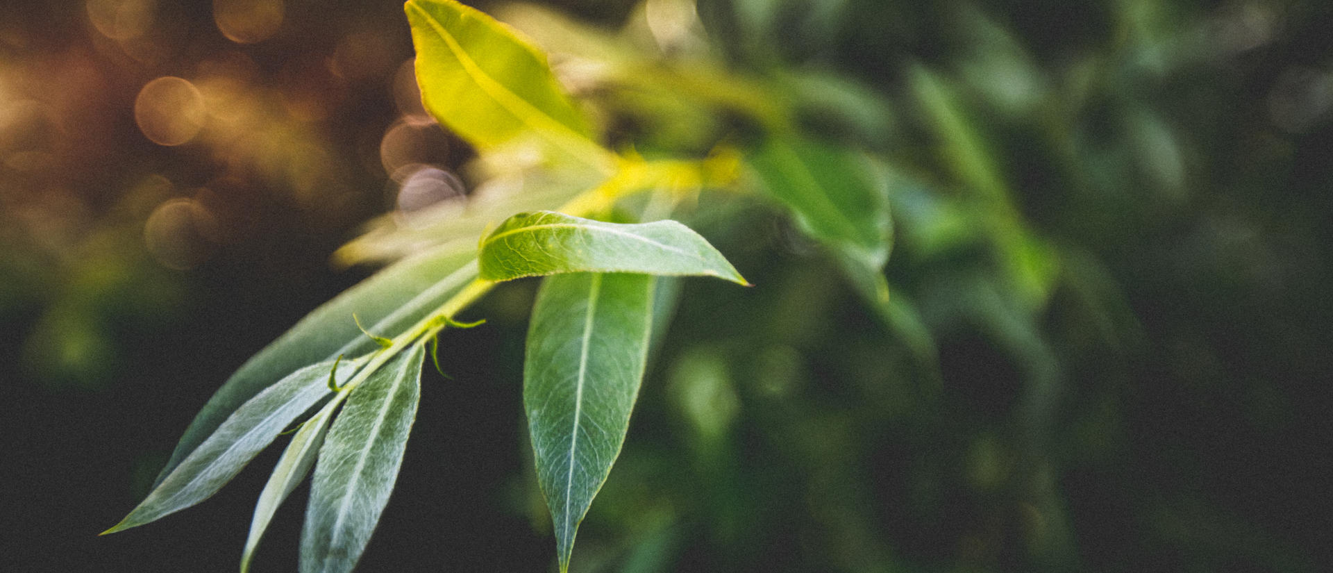Close up of green plant, blurred plants in the background
