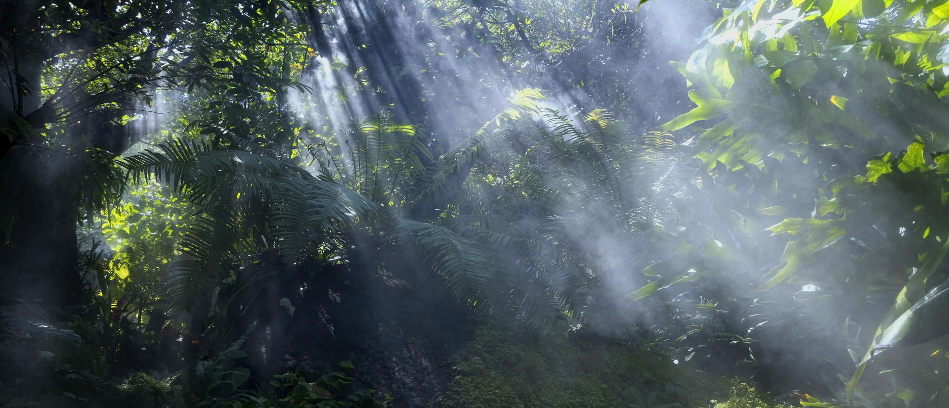 light rays coming down through tropical trees and vegetation with mist