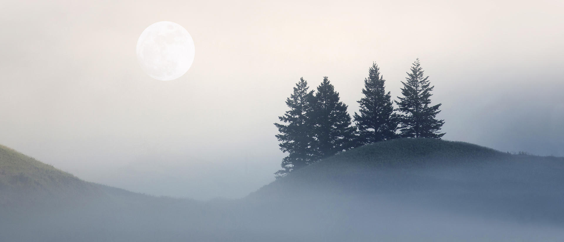 Fog on hillside, moon in the background, pines in the foreground