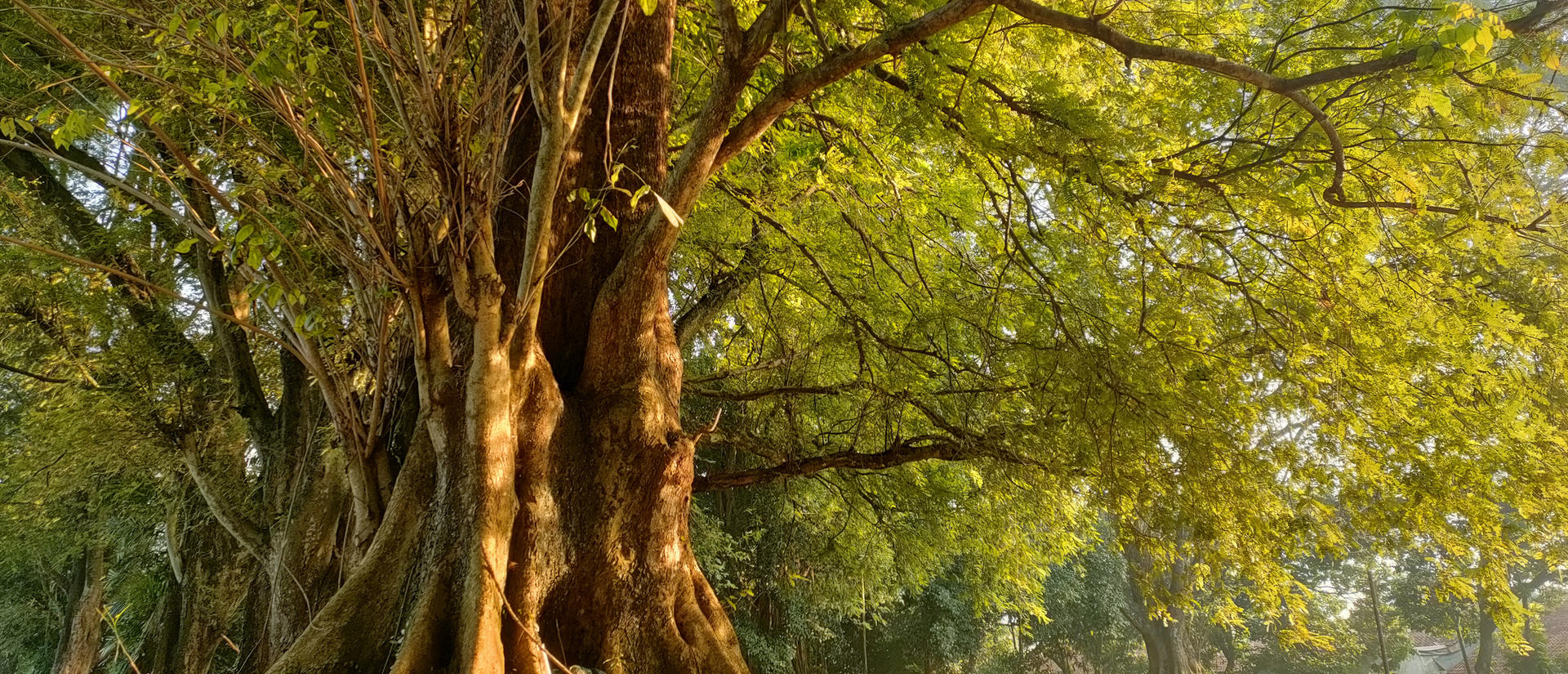 Banyan tree with sunlight on the trunk and through the branches