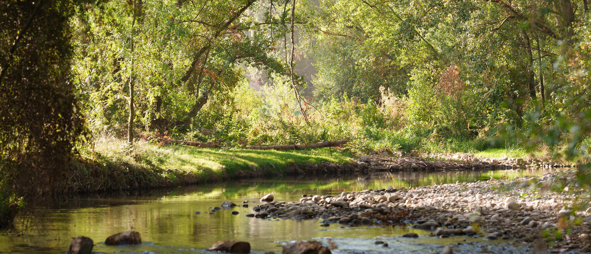 stream running through a forest, gentle sunlight
