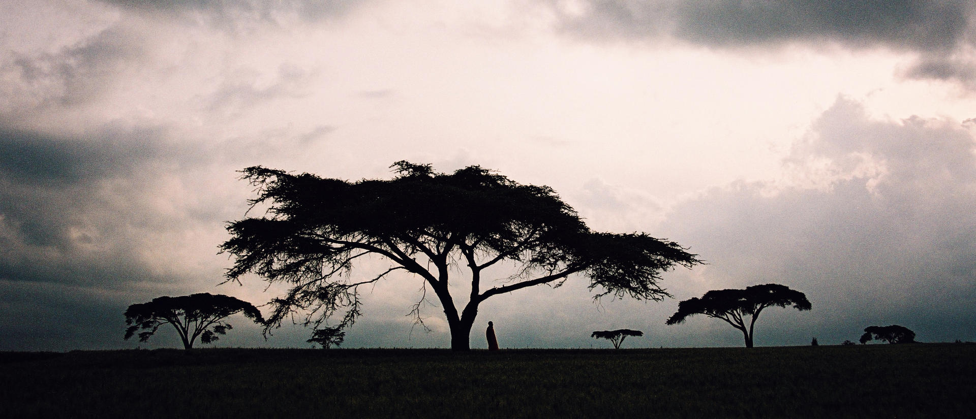Masai man standing under an Acacia Tree silhouette with sky