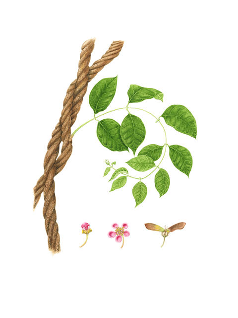 Ayuhasca Leaf