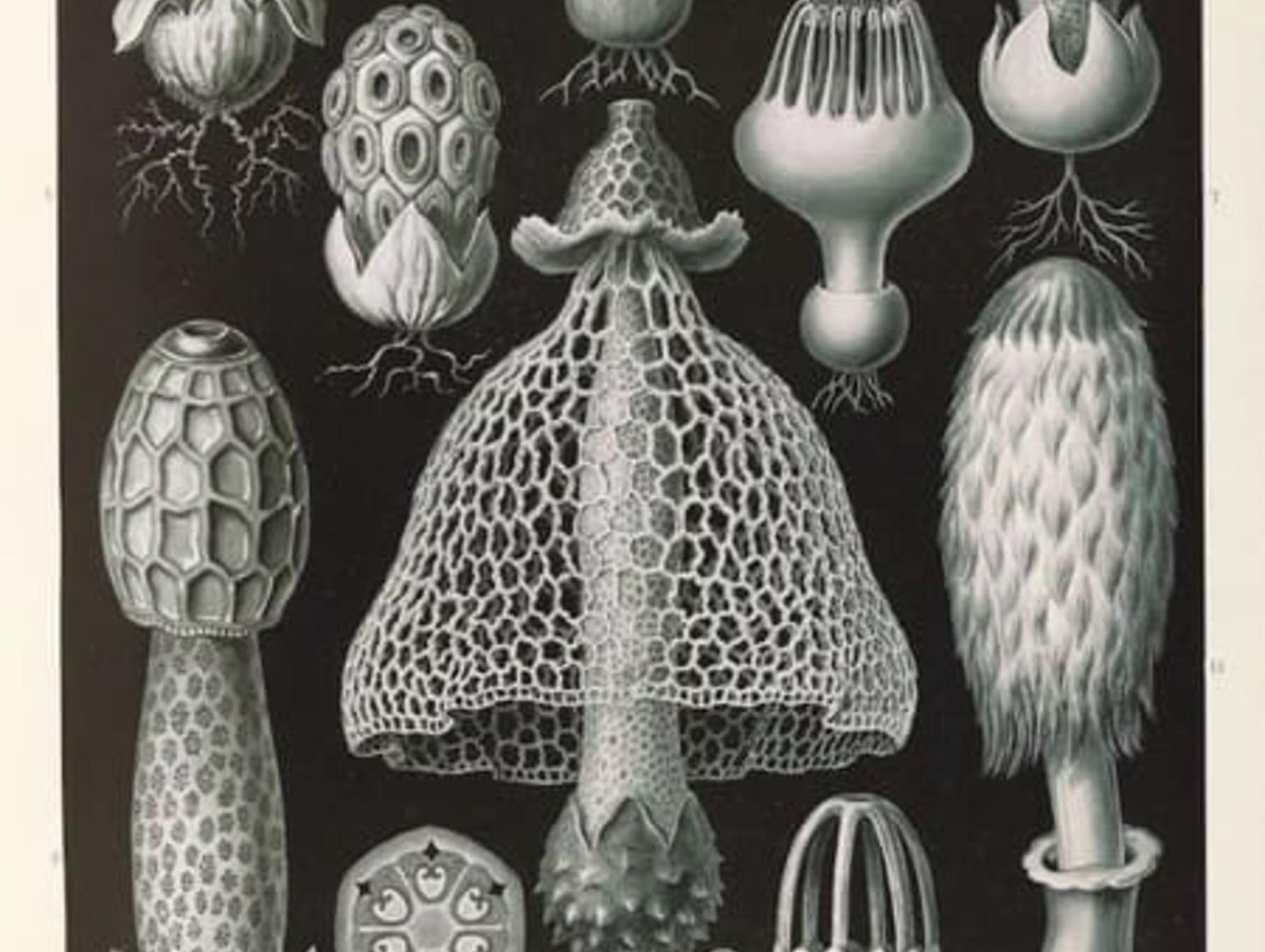 image of microbes
