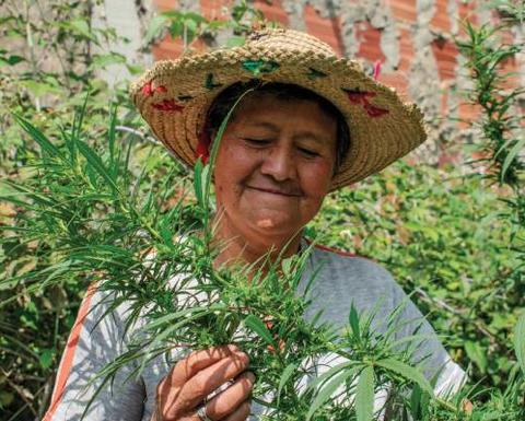 Woman in straw hat holding a plant