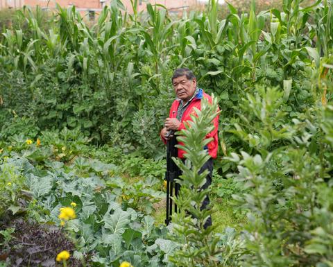 Elder standing amongst a variety of wild growing plants