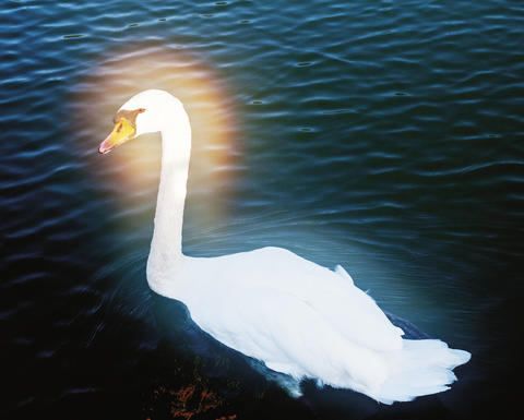 goose floating in water, head illuminated
